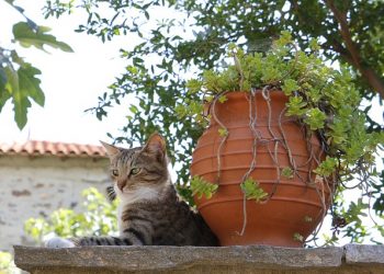Чи можна розірвати договір оренди землі в разі зміни керівника орендаря