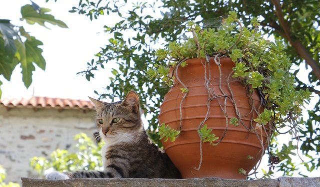 Чи можна розірвати договір оренди землі в разі зміни керівника орендаря