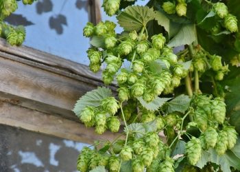 Компенсація садівникам та хмелярам: оновлено документи для отримання