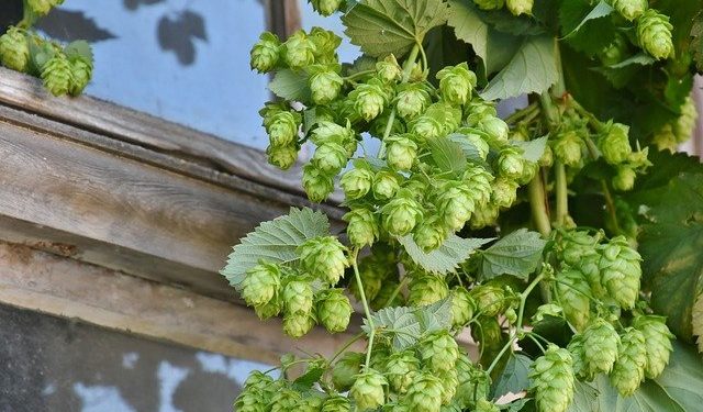 Компенсація садівникам та хмелярам: оновлено документи для отримання