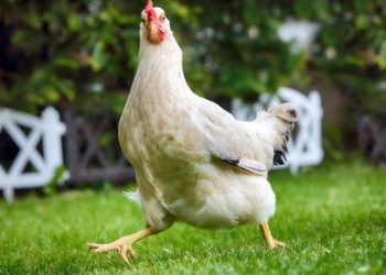 Україна та Йорданія погодили сертифікат на експорт продукції птахівництва для безперебійної торгівлі