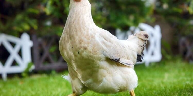 Україна та Йорданія погодили сертифікат на експорт продукції птахівництва для безперебійної торгівлі