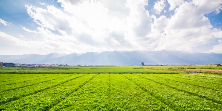 Як відбуватиметься продаж землі на аукціоні