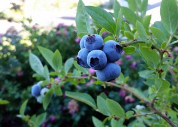 Вирощування лохини — це смачно та вигідно: особливості бухобліку