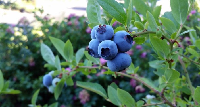 Вирощування лохини — це смачно та вигідно: особливості бухобліку