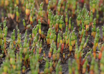 ? Дотацію за меліоровані землі надаватимуть по новому