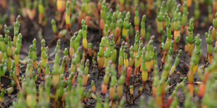 ? Дотацію за меліоровані землі надаватимуть по новому