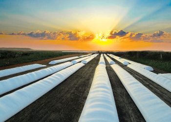 У системі ДАР до 9 жовтня можна подати заявку на отримання рукавів для зберігання зерна