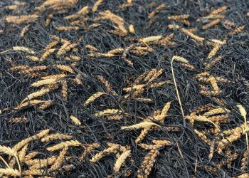 Жнива 2022: намолочено 25,9 млн тонн зерна