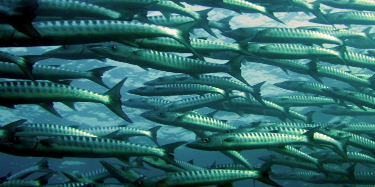 З’явився порядок штучного розведення водних біоресурсів