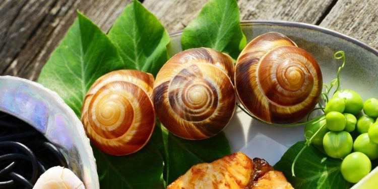 Україна відкриває новий ринок для експорту равликів, призначених для споживання людиною