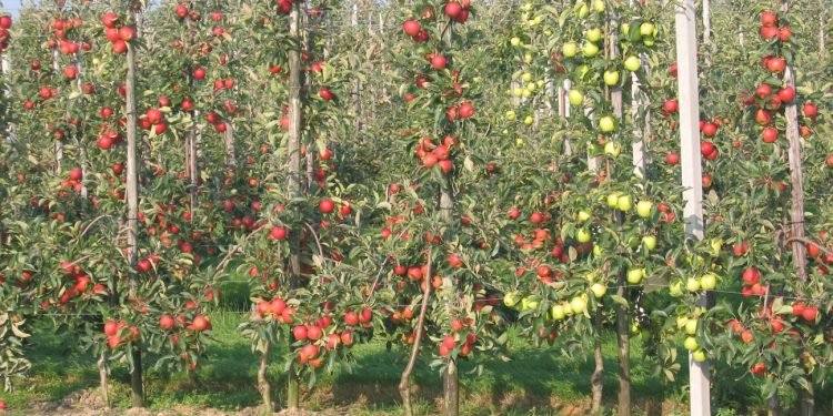 Уточнено механізм надання грантів для садівництва та тепличного господарства