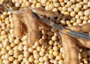 Наказ Мінагрополітики від 26.01.2023 р. № 75 “Про затвердження Методичних вимог у сфері насінництва щодо збереження сортових та посівних якостей насіння сої”