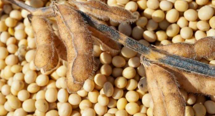 Наказ Мінагрополітики від 26.01.2023 р. № 75 “Про затвердження Методичних вимог у сфері насінництва щодо збереження сортових та посівних якостей насіння сої”