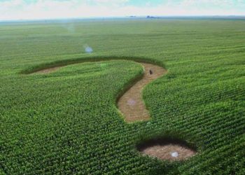 Фермер — єдинник 4 групи використовує землі членів фермерського господарства: хто нараховує МПЗ