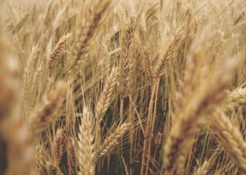 Підприємство — власник сільгоспугідь не планує займатися сільським господарством: особливості обчислення МПЗ