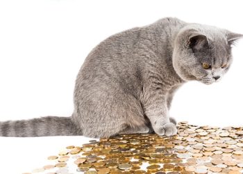 Чи може сільгоспник виплатити орендну плату в більшому розмірі, ніж зазначено в договорі