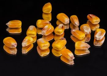 Малі агровиробники можуть отримати насіння кукурудзи в межах допомоги USAID