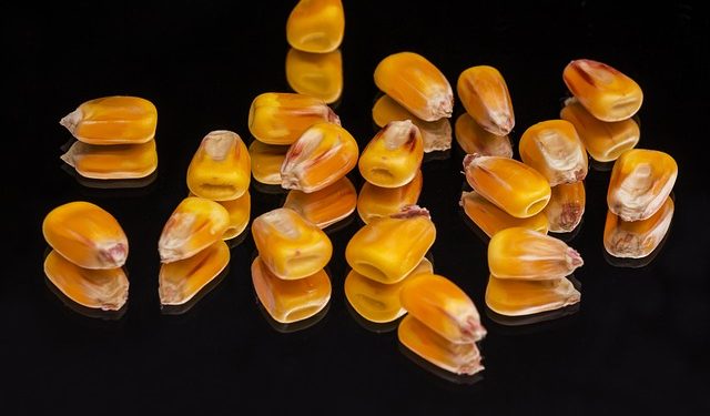 Малі агровиробники можуть отримати насіння кукурудзи в межах допомоги USAID