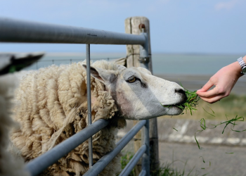Аграрій отримує державну чи міжнародну допомогу: як це впливає на сільгоспчастку