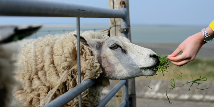 Аграрій отримує державну чи міжнародну допомогу: як це впливає на сільгоспчастку