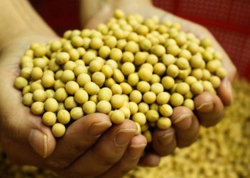 Фермери, які вирощують не генномодифіковану сою, зможуть отримати компенсацію за насіння