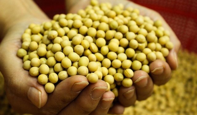 Фермери, які вирощують не генномодифіковану сою, зможуть отримати компенсацію за насіння