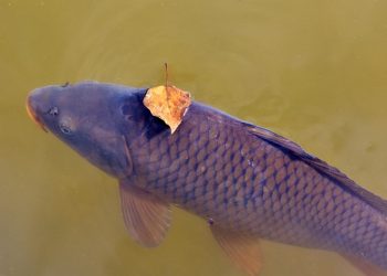 Завтра почне працювати закон про “рибну реформу”