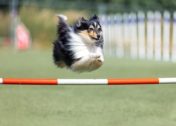 Україна та Польща домовились про відновлення транзиту агропродукції