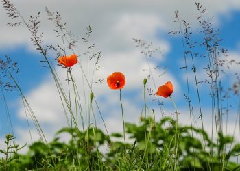 Як здійснюватимуться фітосанітарні процедури на деокупованих територіях