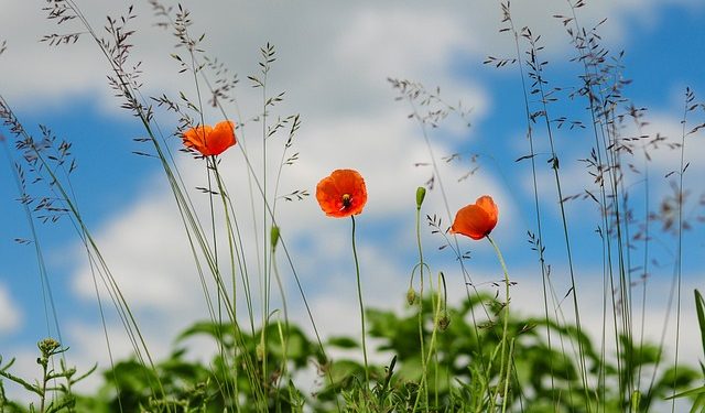 Як здійснюватимуться фітосанітарні процедури на деокупованих територіях