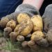 Як фермеру дізнатися чи може він розраховувати на грант