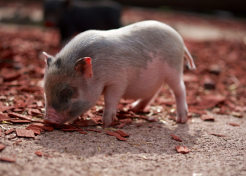 Уряд ухвалив Постанову, яка підвищить ефективність розвитку галузей свинарства та птахівництва