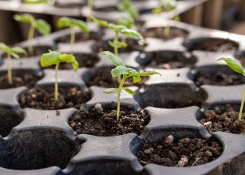 Вирощуємо розсаду овочів: особливості “зеленої бухгалтерії”