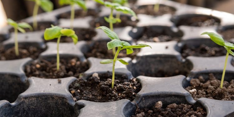 Вирощуємо розсаду овочів: особливості “зеленої бухгалтерії”