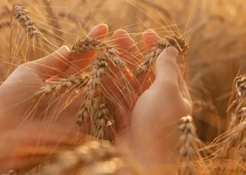 ДАР міститиме ще більше інформації про сільгоспвиробника