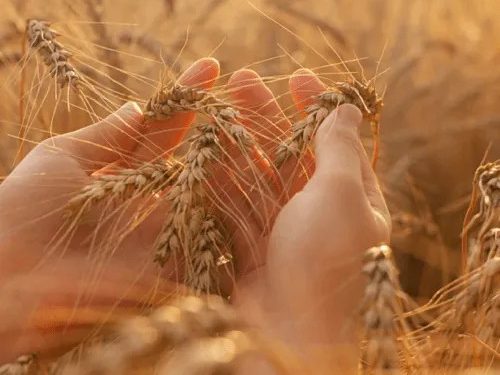 ДАР міститиме ще більше інформації про сільгоспвиробника