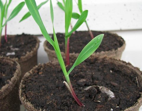 Імпорт/експорт зразків насіння і садивного матеріалу: ЦНАПи більше не надаватимуть підтвердження