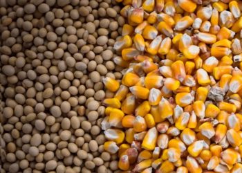 Експорт кукурудзи та сої до КНР: терміни подачі документів