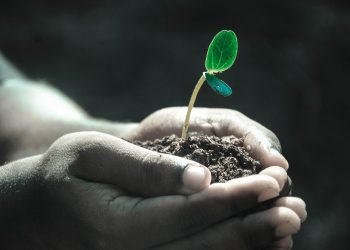В Україну можна буде ввезти насіння і саджанці, не занесені до Реєстру сортів рослин