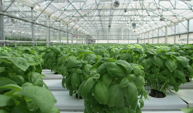 Розширено умови надання грантів на розвиток садів і теплиць