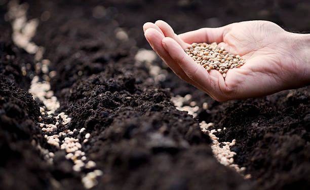 ФАО запрошує українських постачальників взяти участь у тендері на закупівлю насіння ярої пшениці