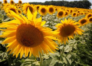 ФАО надасть українським фермерам насіння сої та соняшника для весняної посівної кампанії