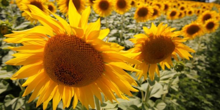 ФАО надасть українським фермерам насіння сої та соняшника для весняної посівної кампанії